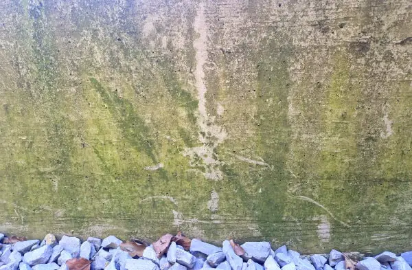 How to remove green algae from concrete