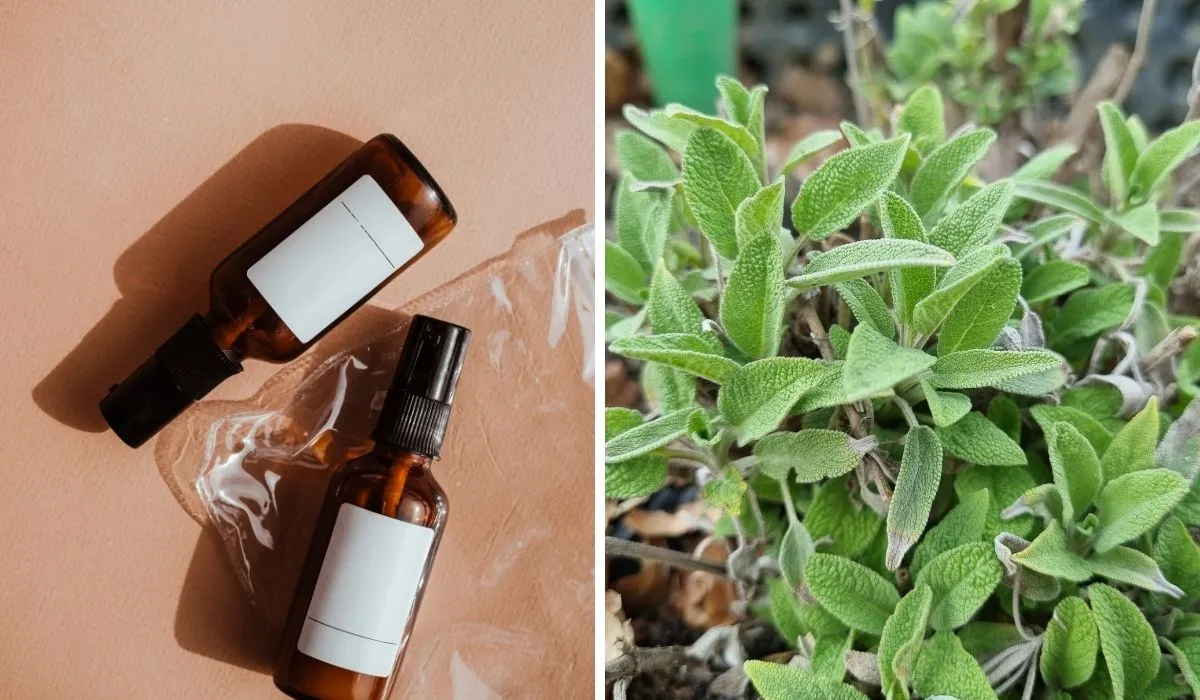 how to cleanse your house with sage spray