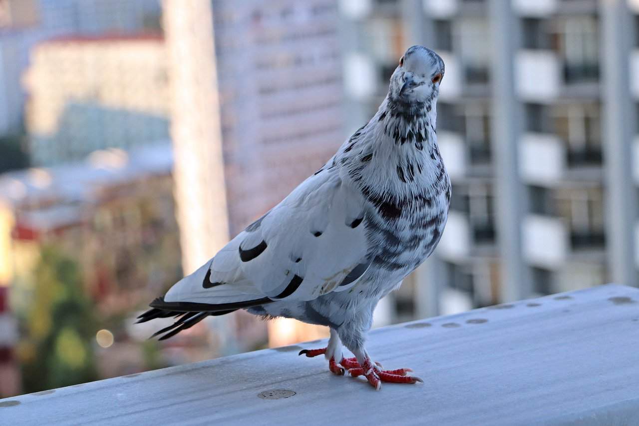 bird on a balcony
