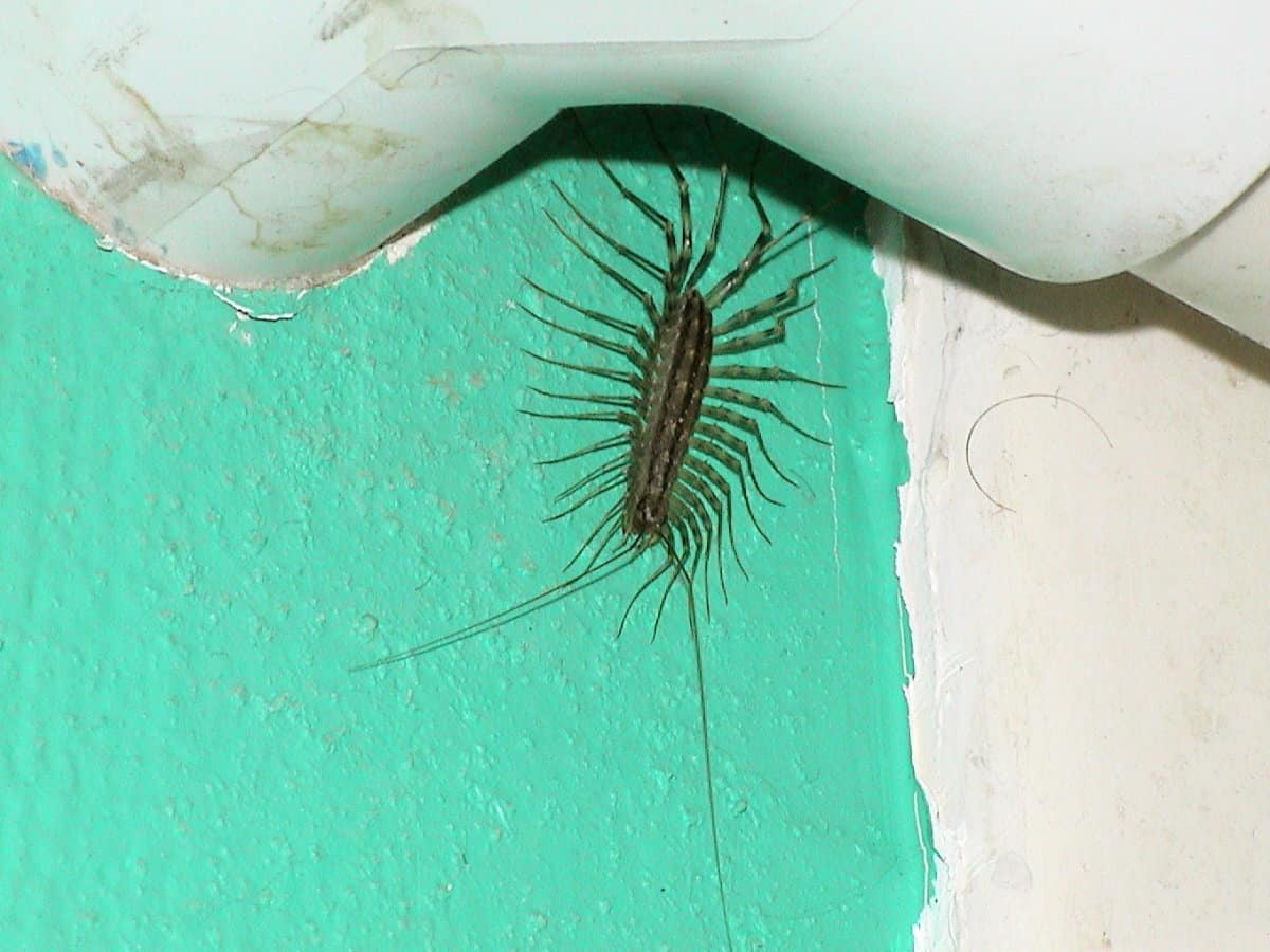 How to get rid of centipedes in your house naturally