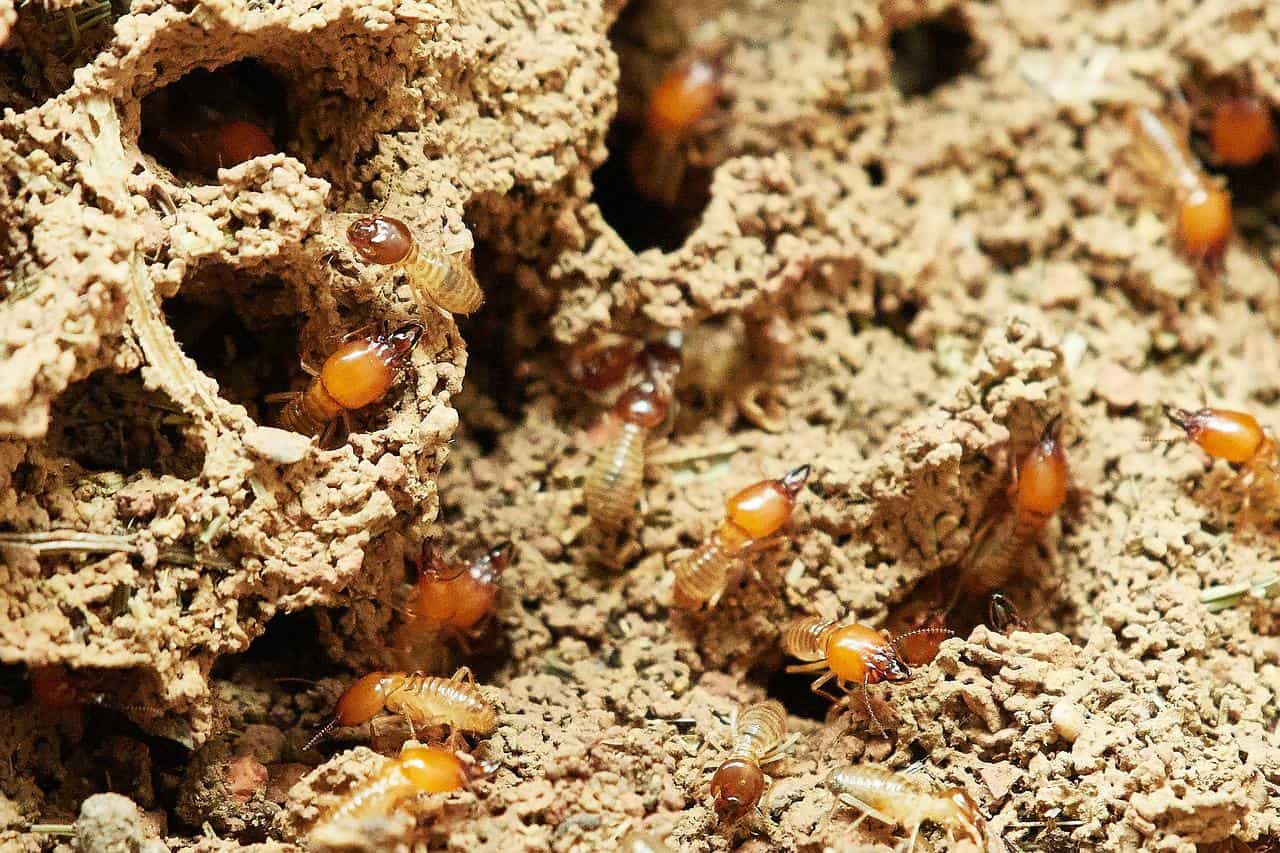 How to get rid of termites home remedies