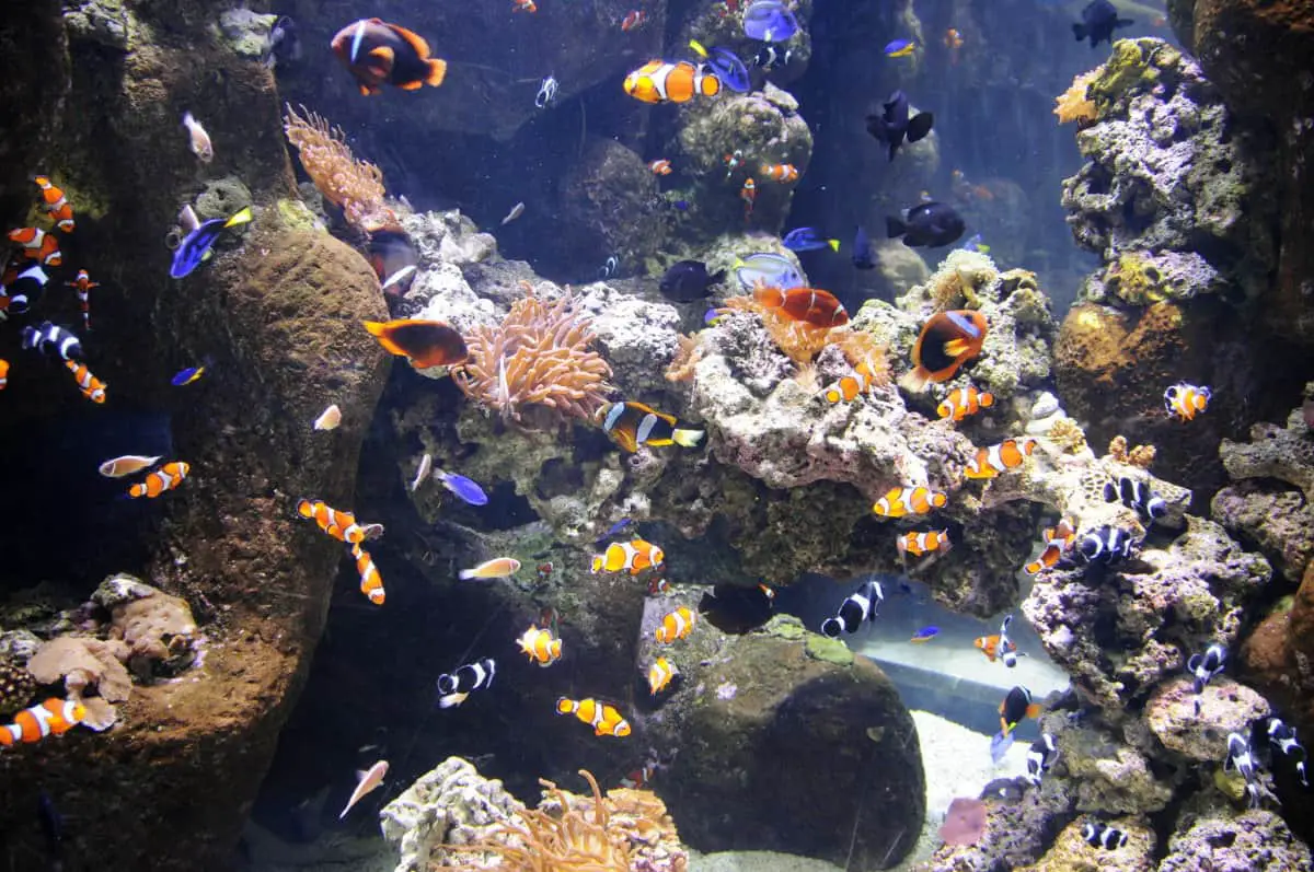 How To Remove Algae From Aquarium Decorations